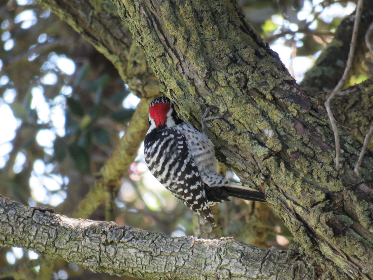 Nuttall's Woodpecker - ML298818131