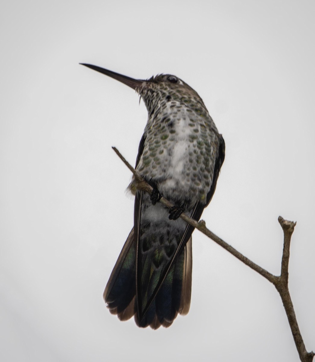 Many-spotted Hummingbird - ML298818431