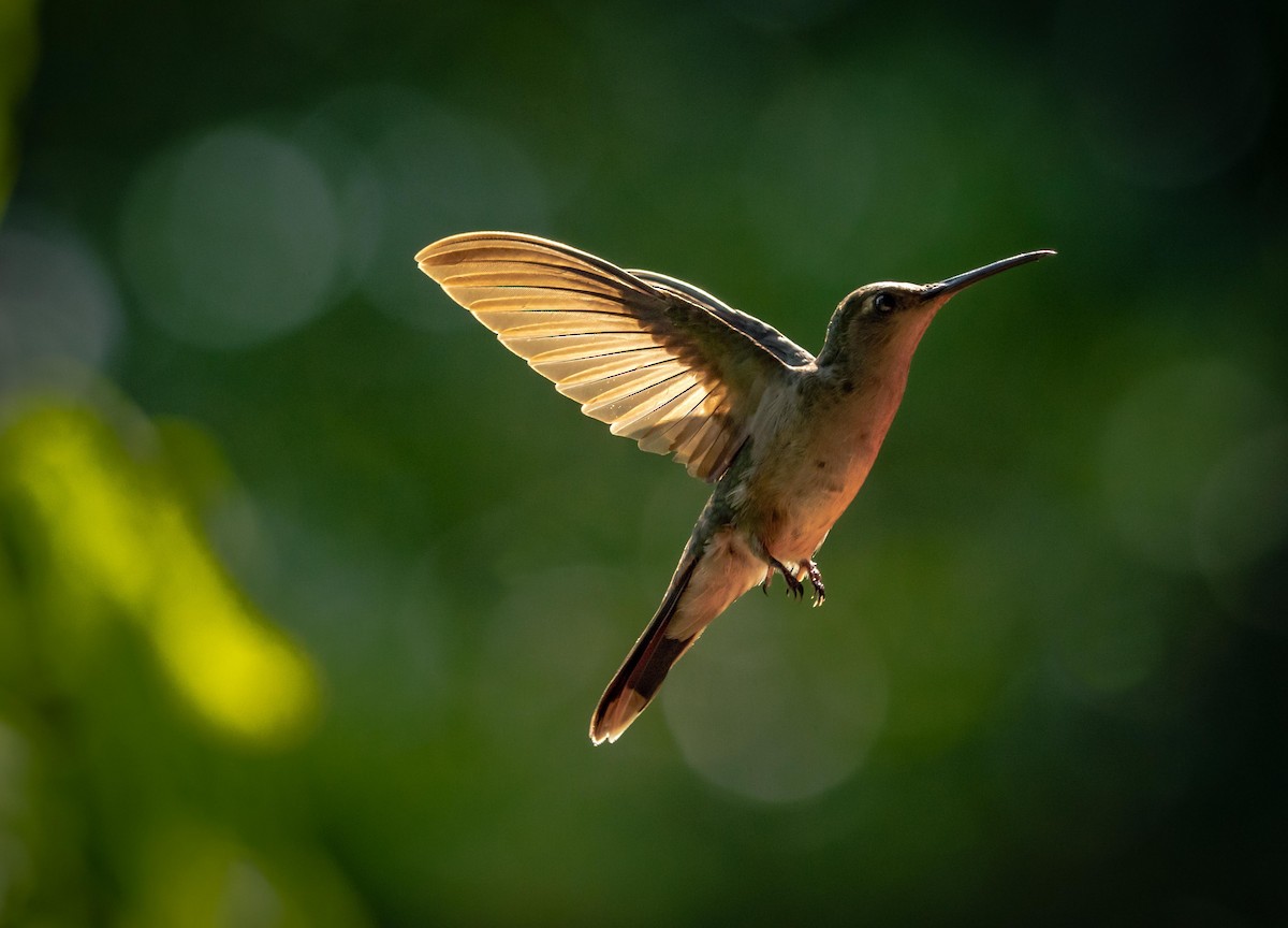 kolibřík šedoprsý - ML298824001