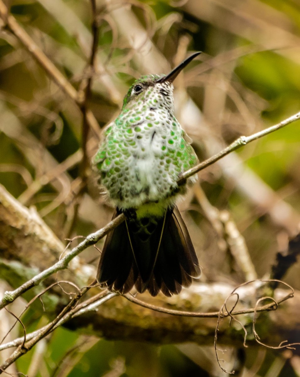 Many-spotted Hummingbird - Graciela  Neira