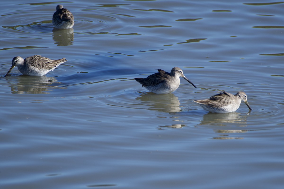 Long-billed Dowitcher - ML298825391