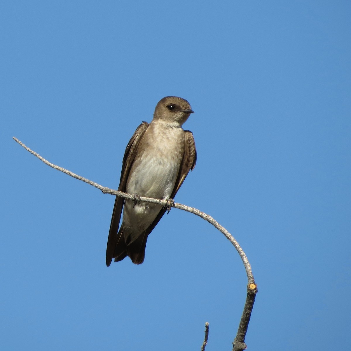 Northern Rough-winged Swallow - Felipe Guerrero