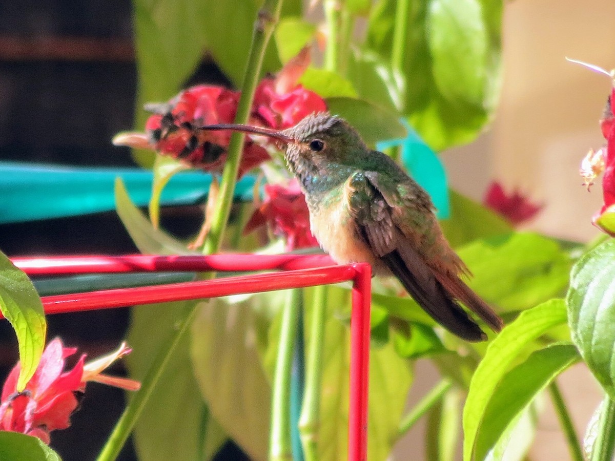 Buff-bellied Hummingbird - ML298833231