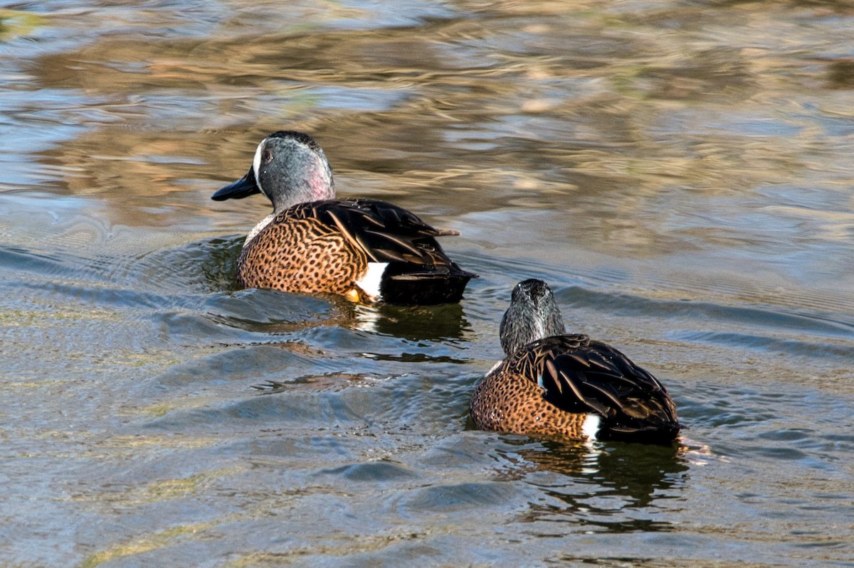 Blue-winged Teal - ML298834911