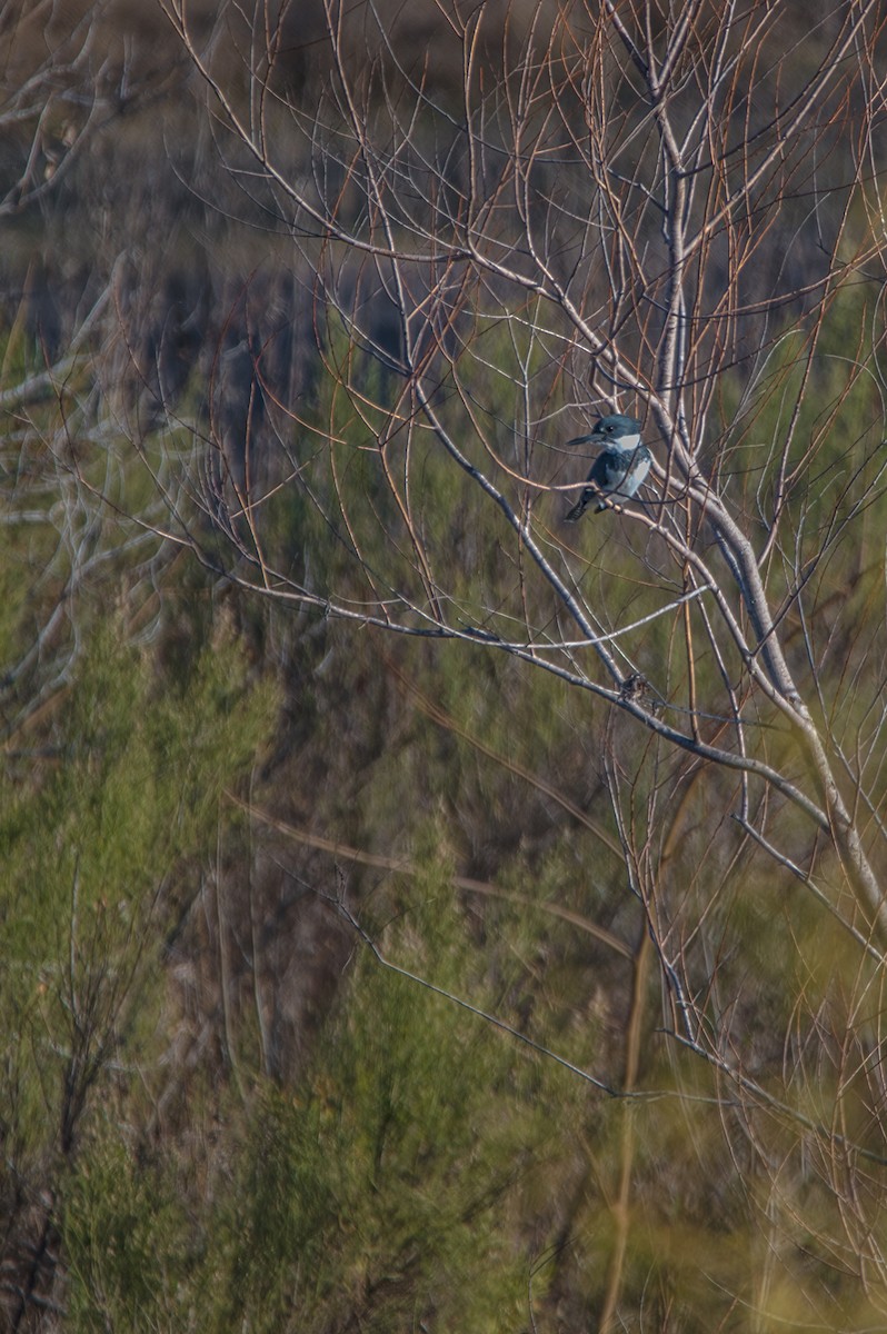 Belted Kingfisher - ML298835141