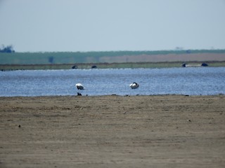 Black-necked Swan, ML298841571