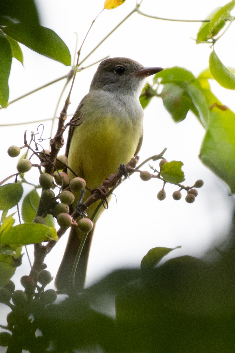 Great Crested Flycatcher - ML298843051