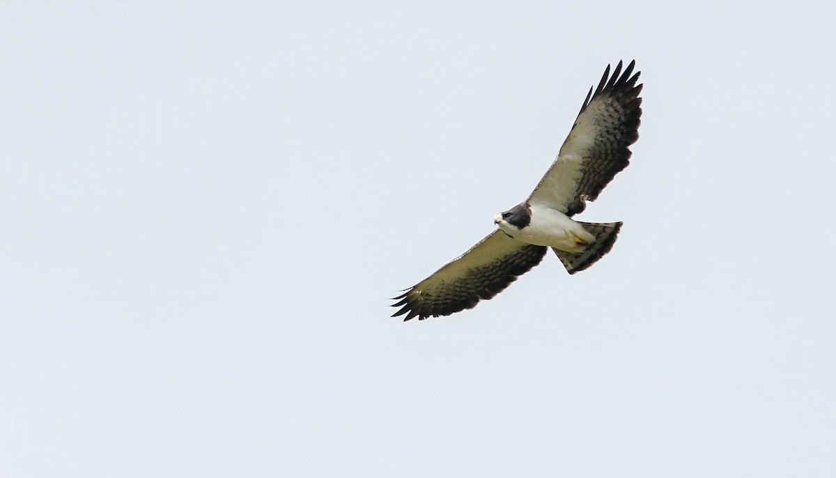 Short-tailed Hawk - Sean Sime