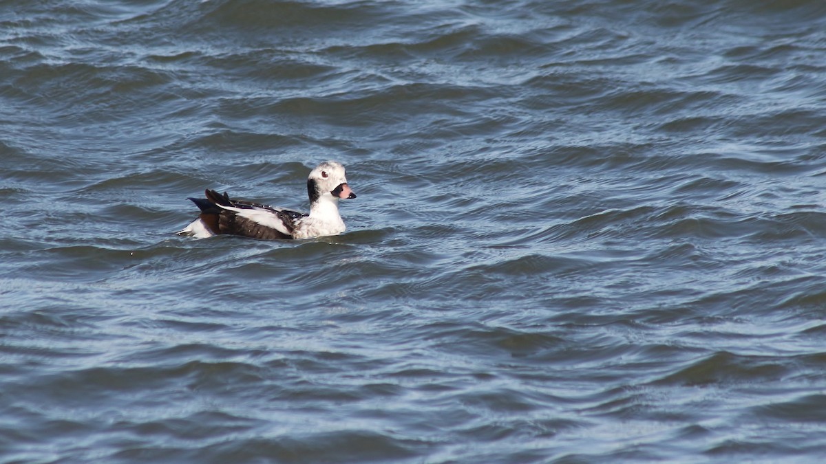 Long-tailed Duck - ML298847471