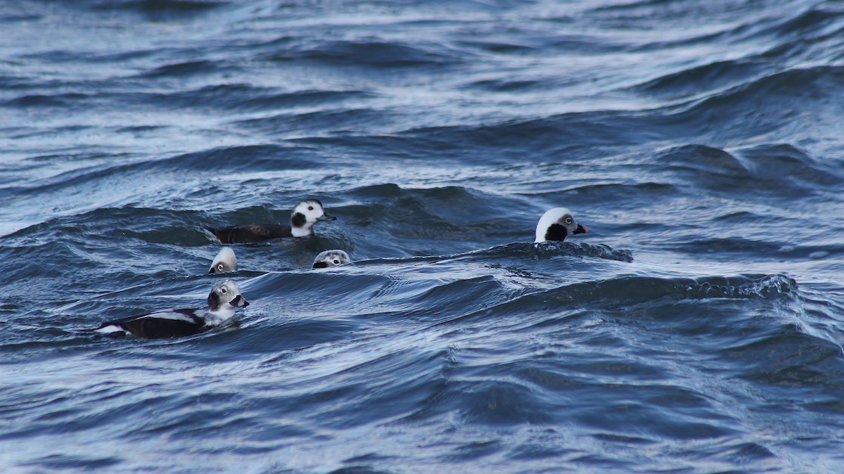 Long-tailed Duck - ML298847481