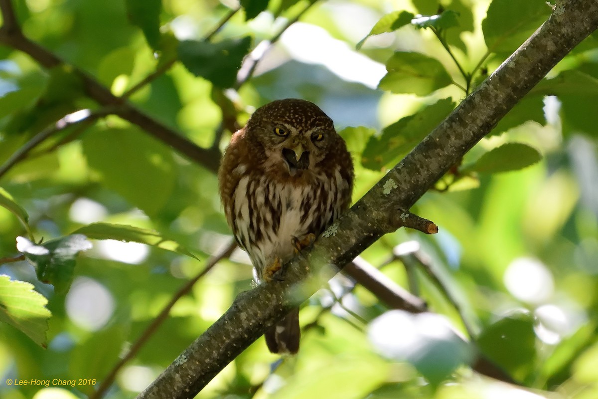 Northern Pygmy-Owl - ML29884911