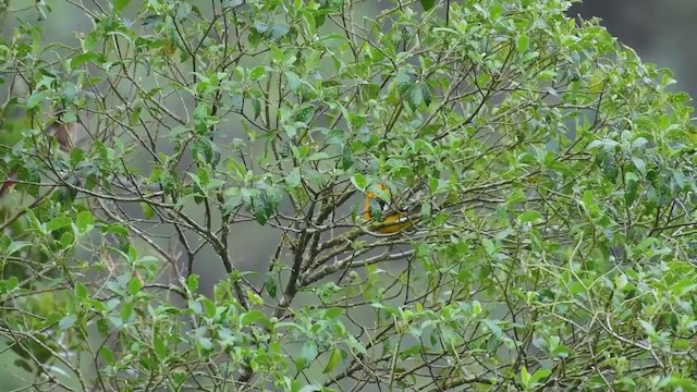 Yellow Grosbeak (Guatemalan) - ML298850811