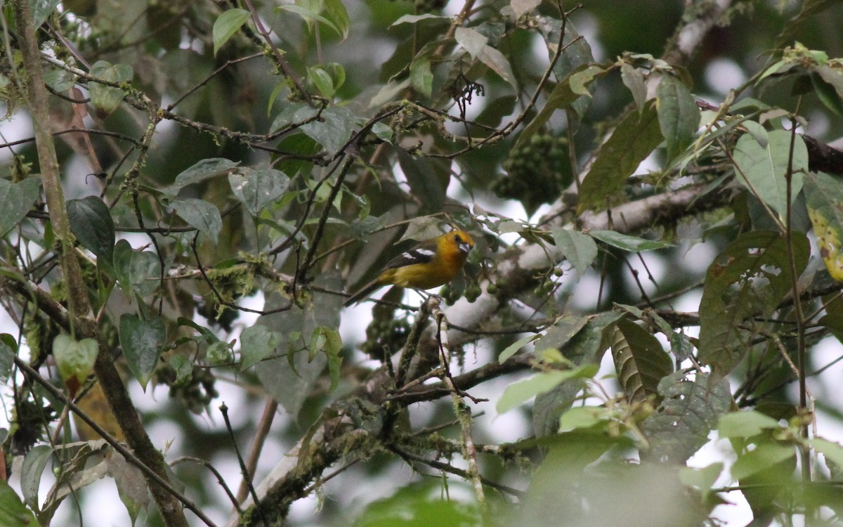 White-winged Tanager - ML298853041