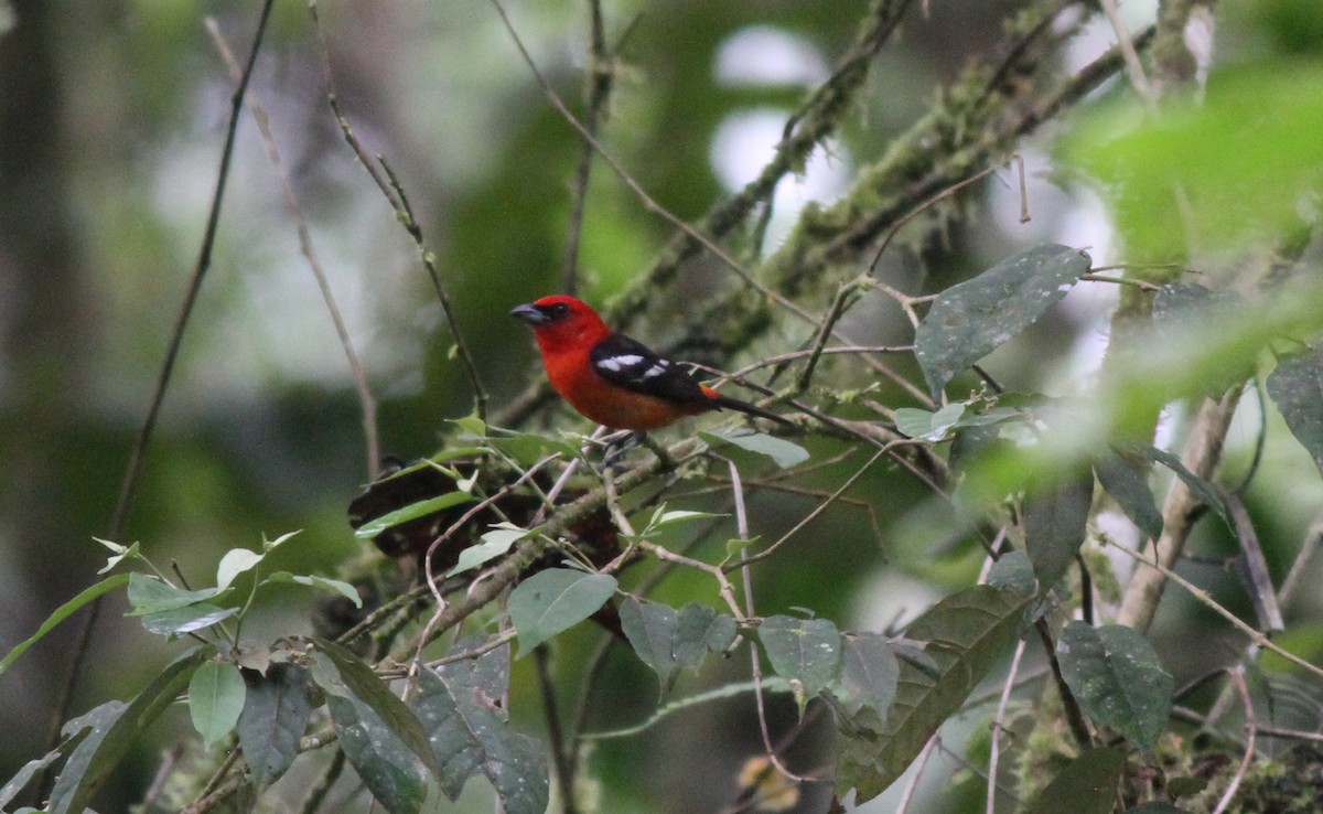 White-winged Tanager - Adriaan Dokter
