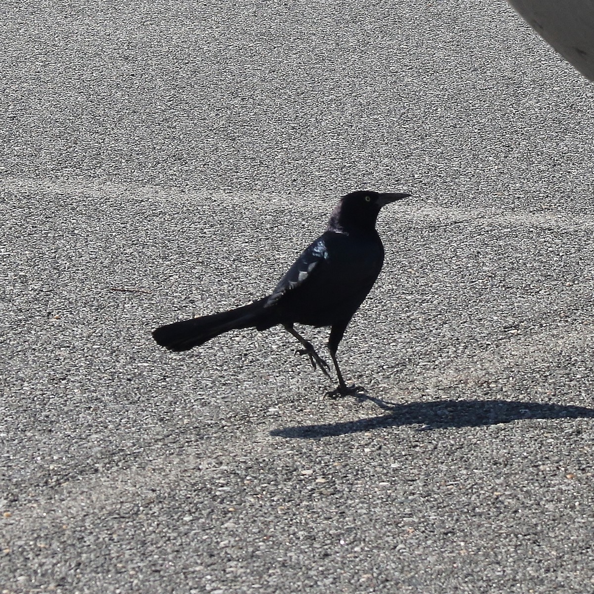 Boat-tailed Grackle - ML298857411