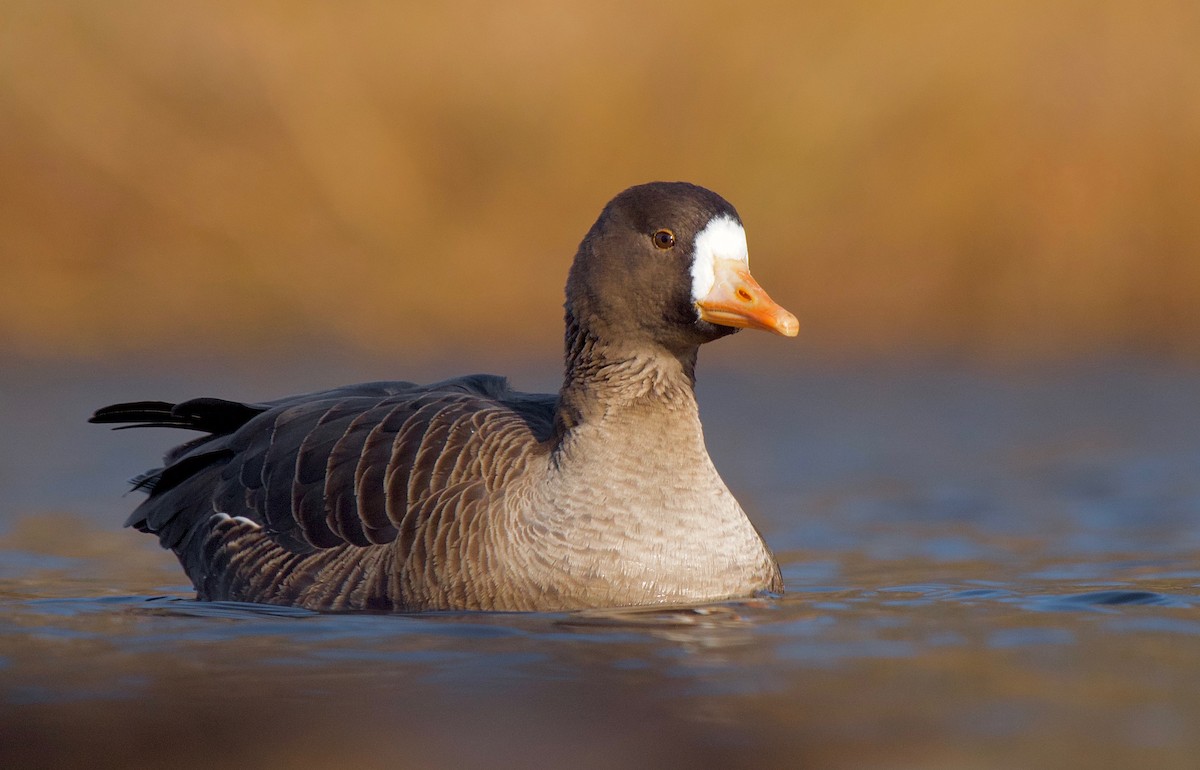 Greater White-fronted Goose - ML298857961