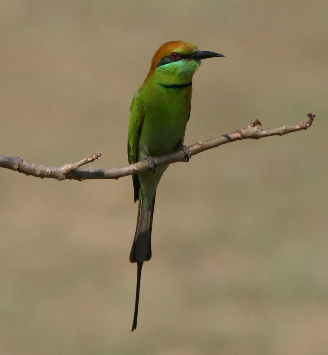 Asian Green Bee-eater - ML29885951