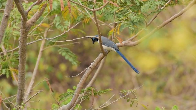 White-throated Magpie-Jay - ML298864821