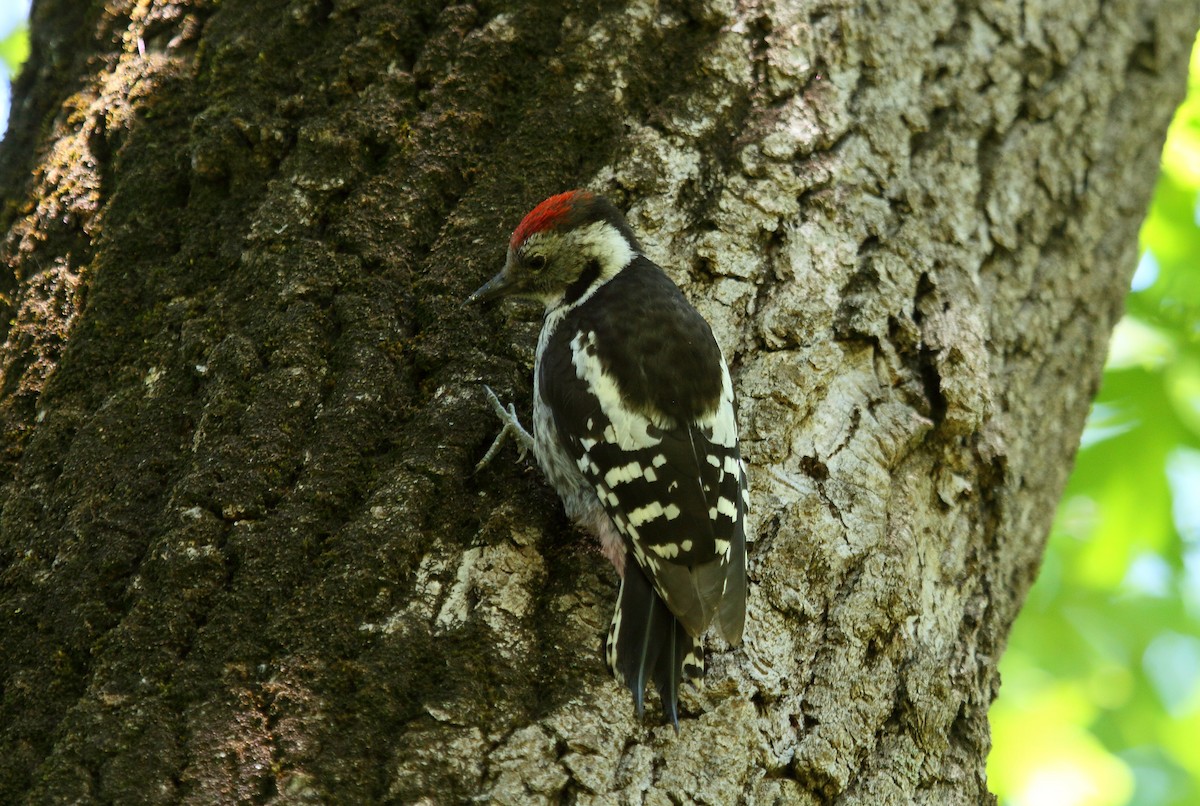 Middle Spotted Woodpecker - ML29886511