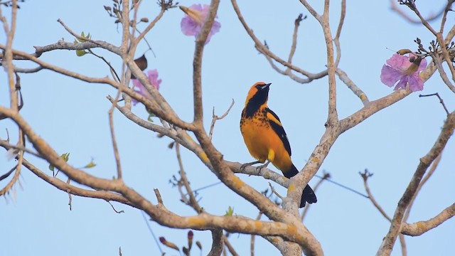 Spot-breasted Oriole - ML298870431