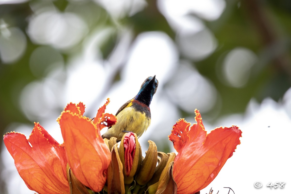 Ornate Sunbird - 大牙齿 458