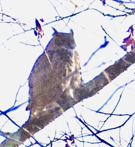 Great Horned Owl - ML298878491