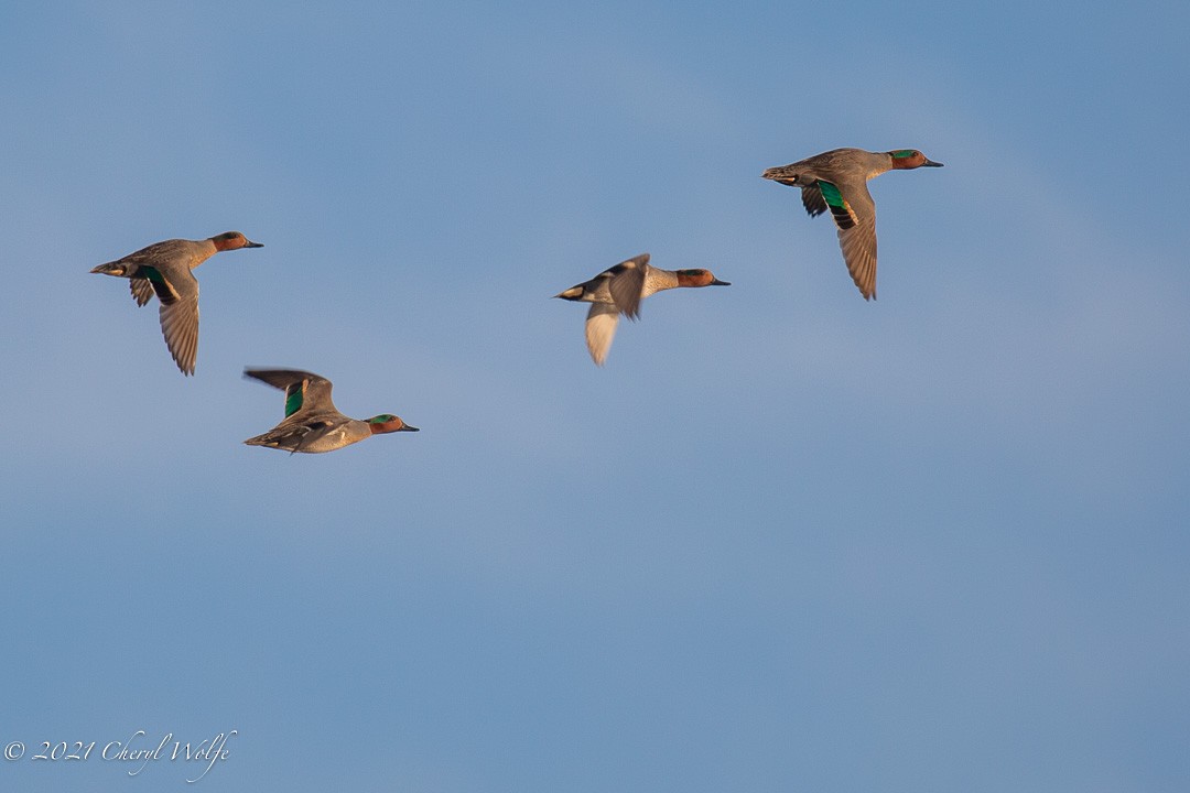 Green-winged Teal - ML298884341