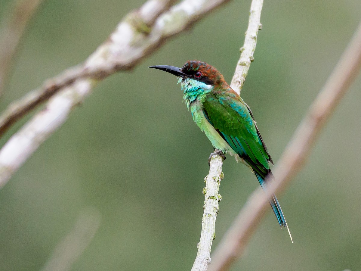 Blue-throated Bee-eater - ML298889021