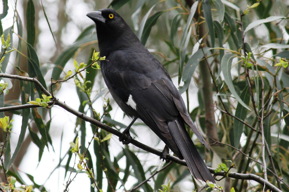Pied Currawong - ML29889141