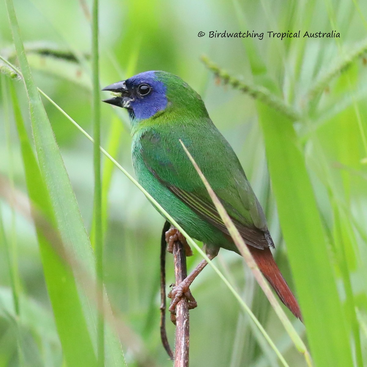 Blue-faced Parrotfinch - ML298892661