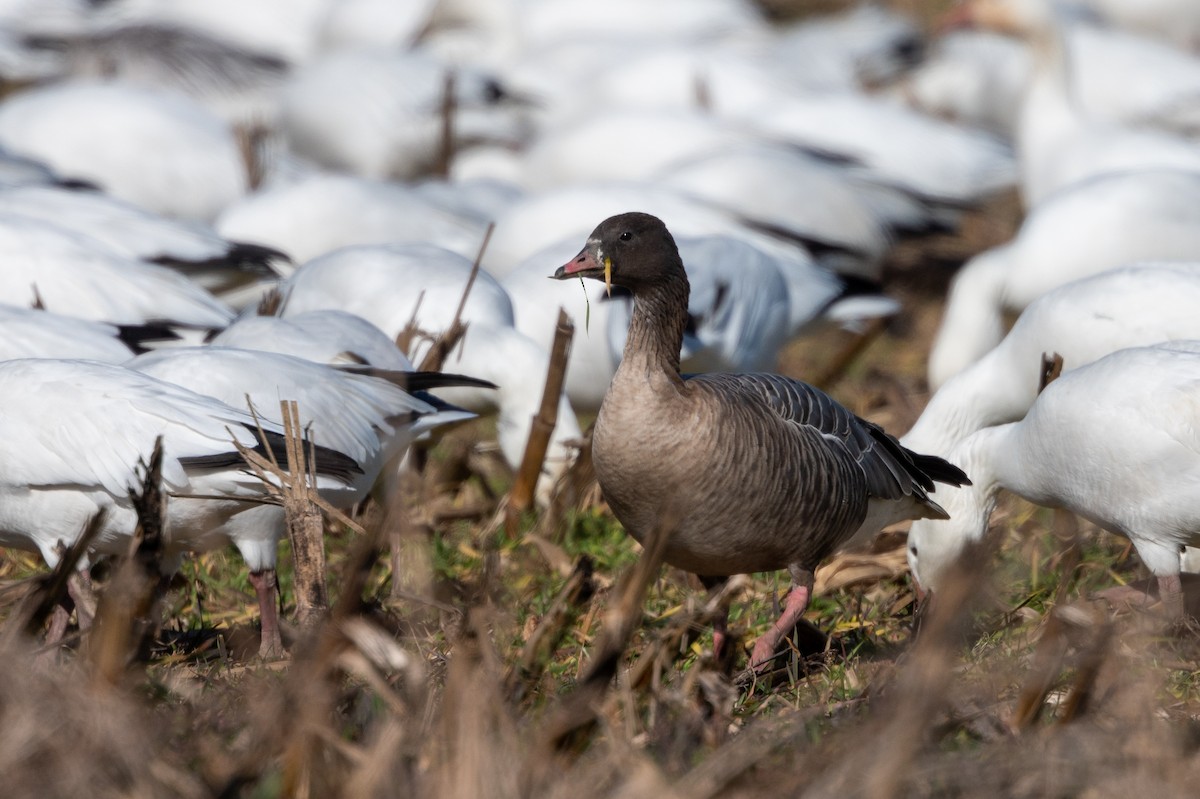 Pink-footed Goose - ML298896841
