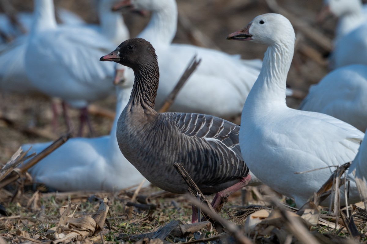 Pink-footed Goose - ML298896861