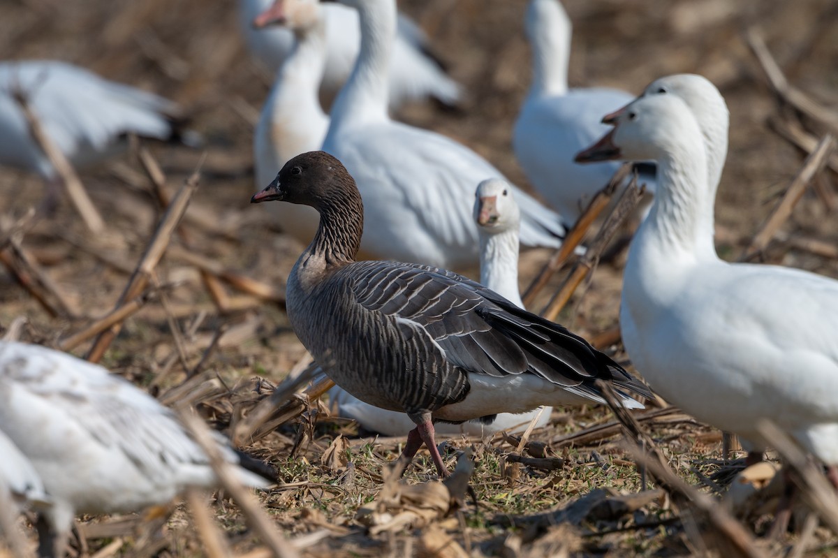Pink-footed Goose - ML298896891