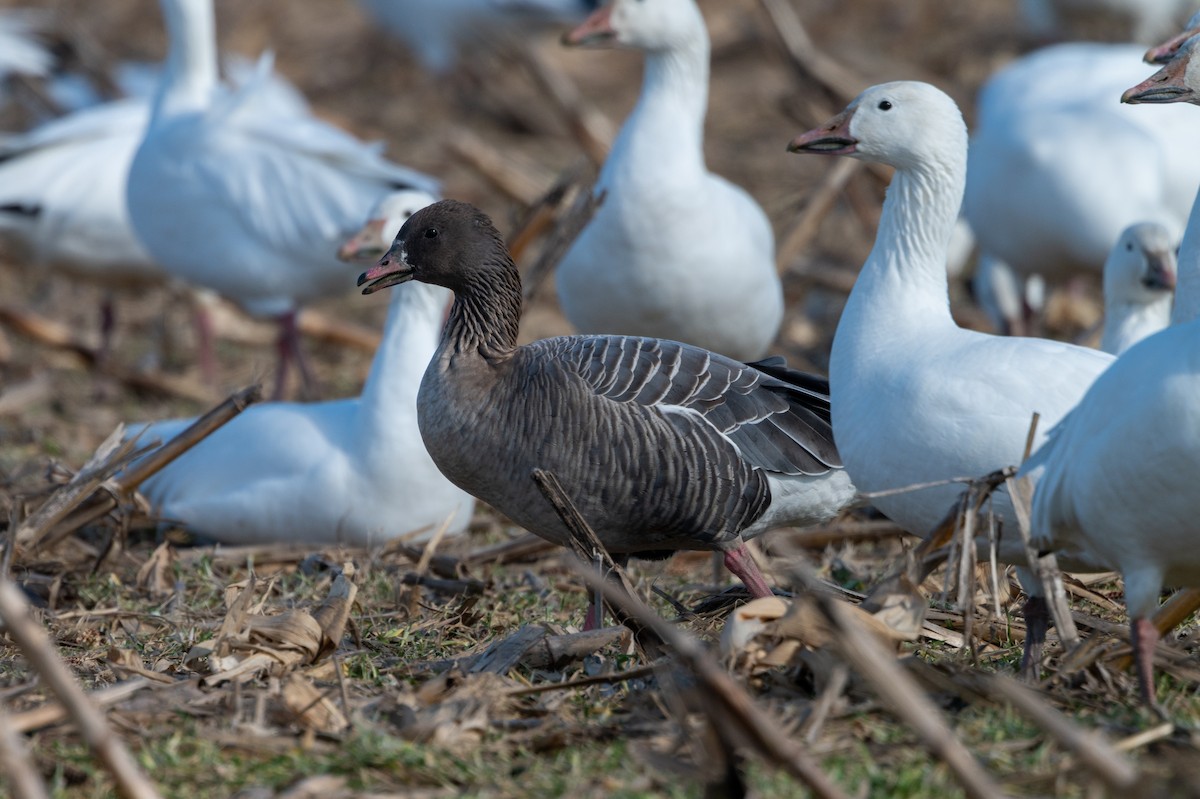 Pink-footed Goose - ML298896921