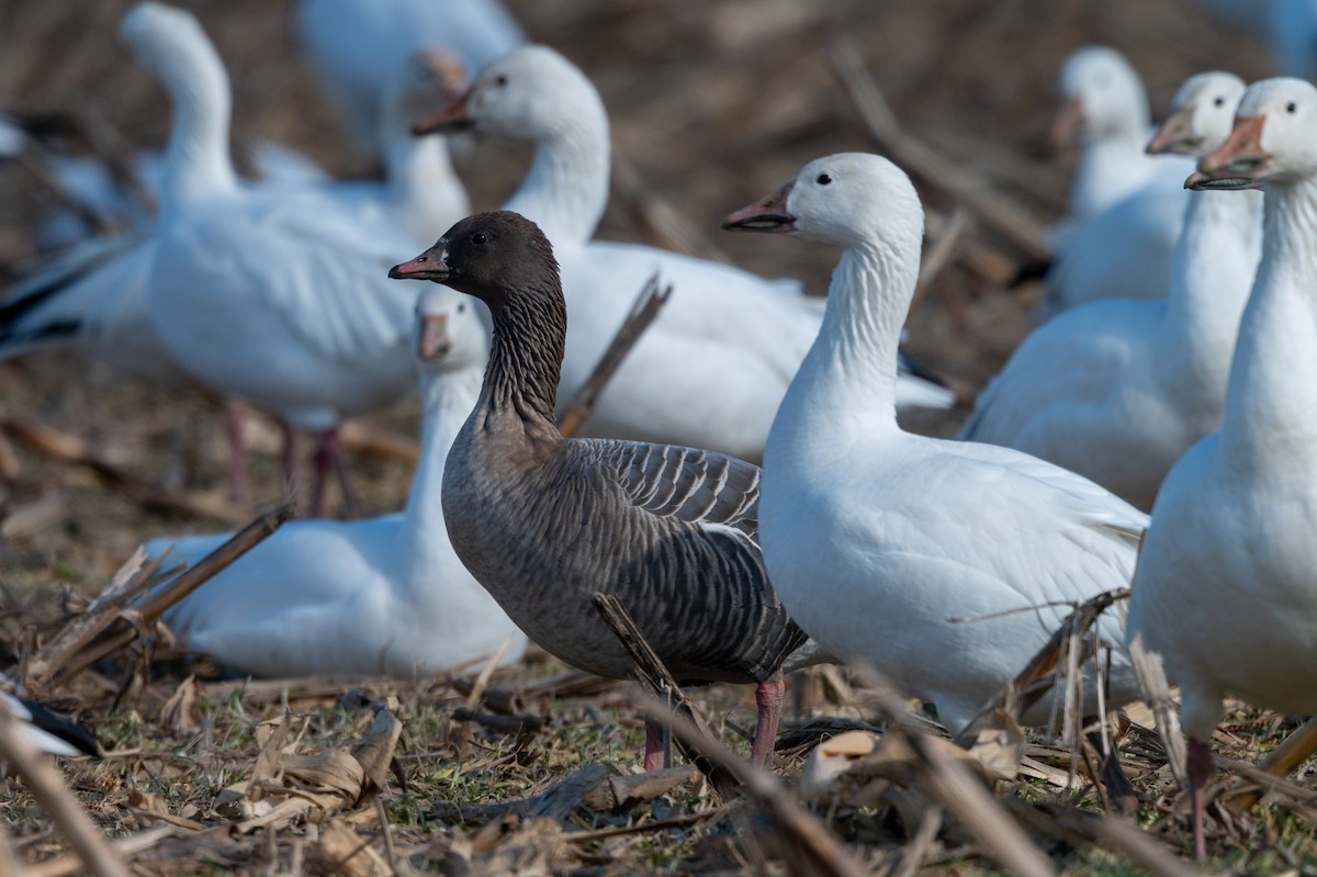 Pink-footed Goose - ML298896971