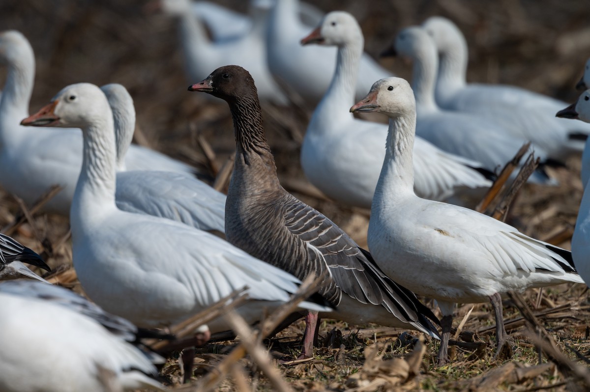 Pink-footed Goose - ML298897001