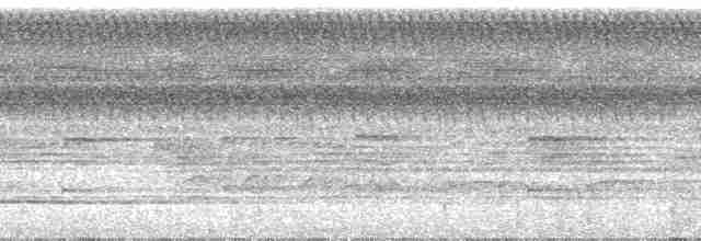 Variegated Tinamou - ML29890