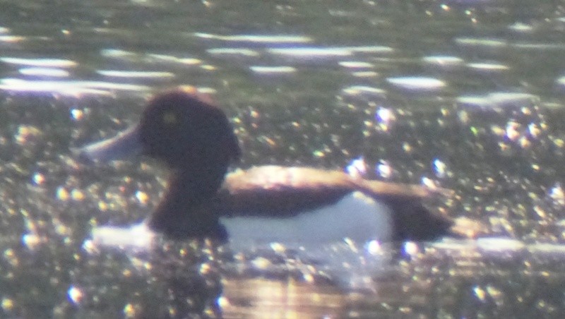 Tufted Duck - ML29890791