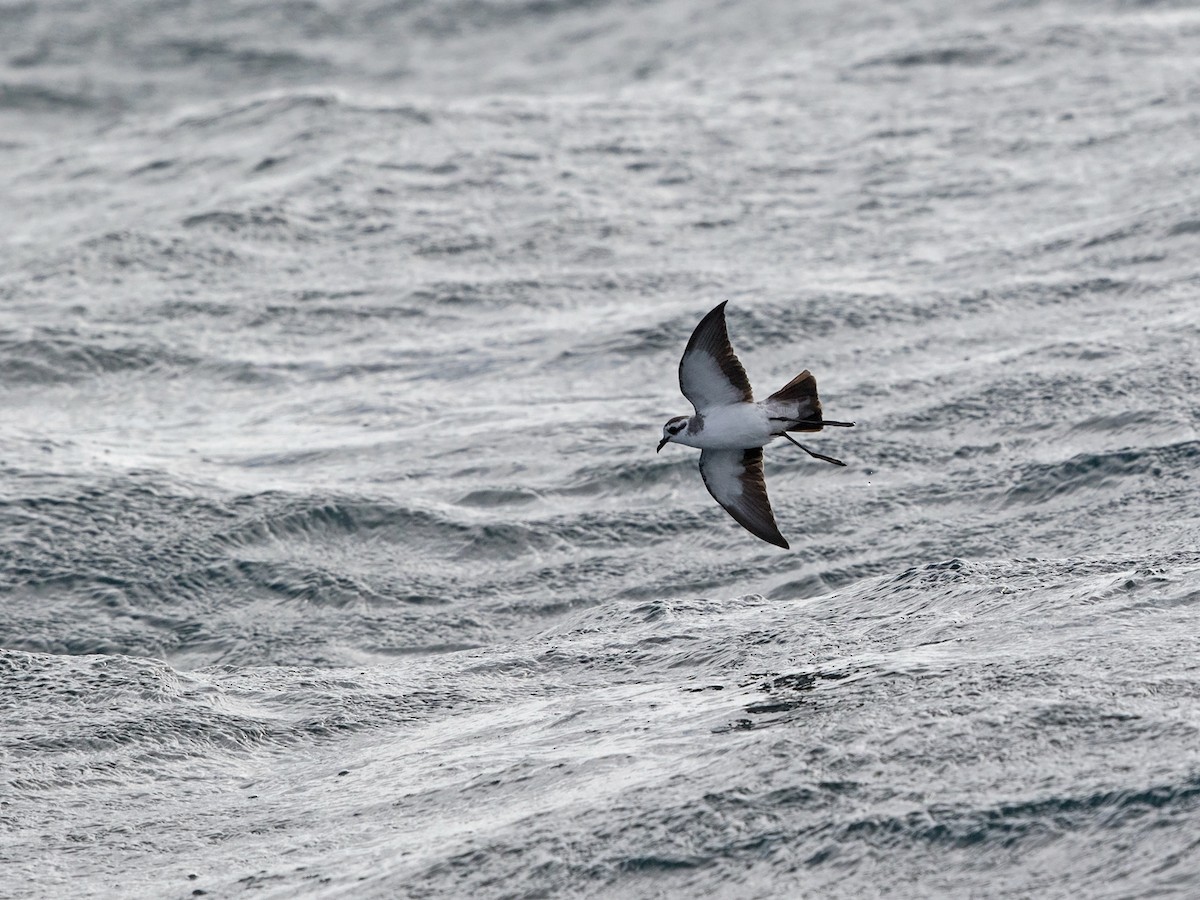 White-faced Storm-Petrel - Niall D Perrins