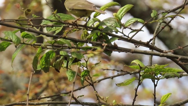Tickell's Leaf Warbler (Tickell's) - ML298909091