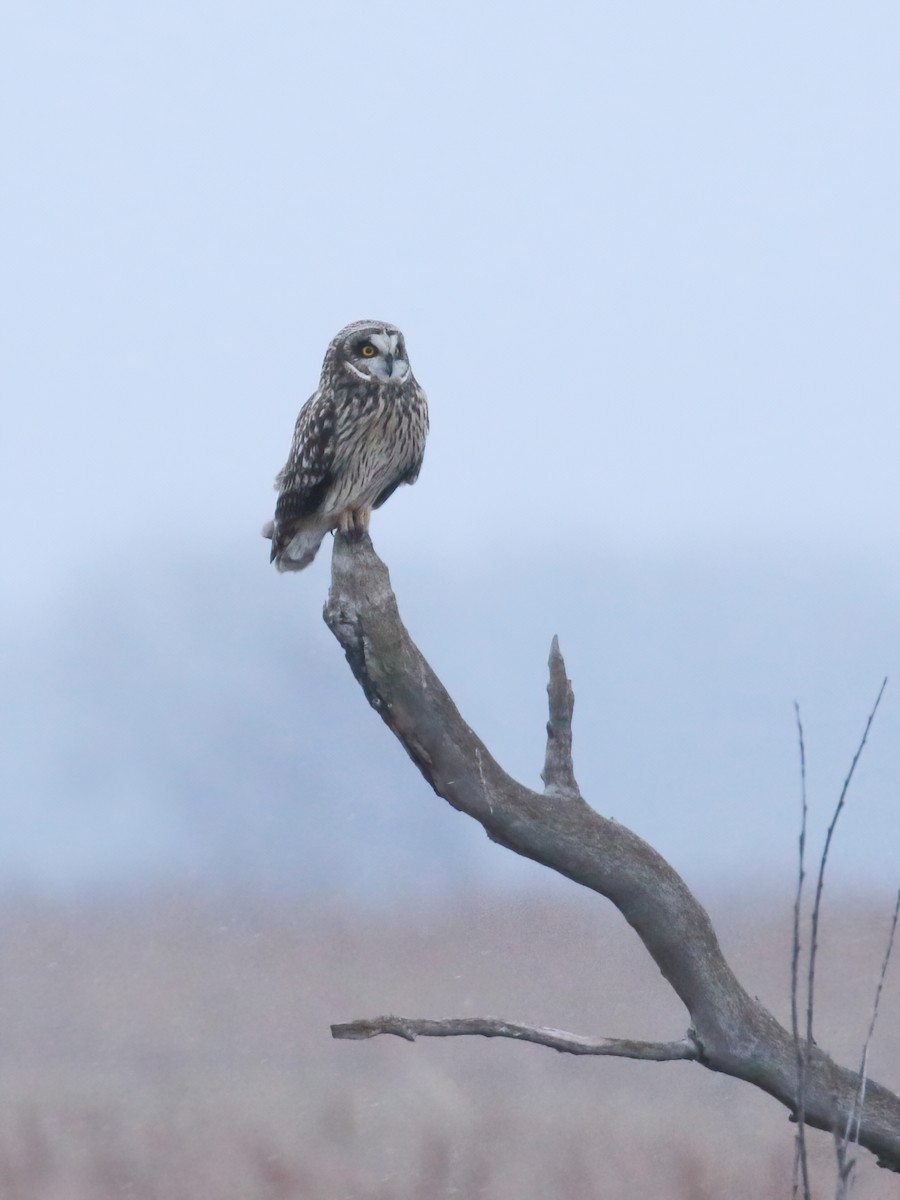 Short-eared Owl - Paul Jacyk 🦉
