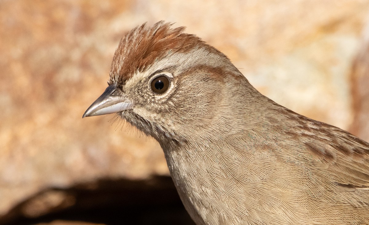 Rufous-crowned Sparrow - ML298924411
