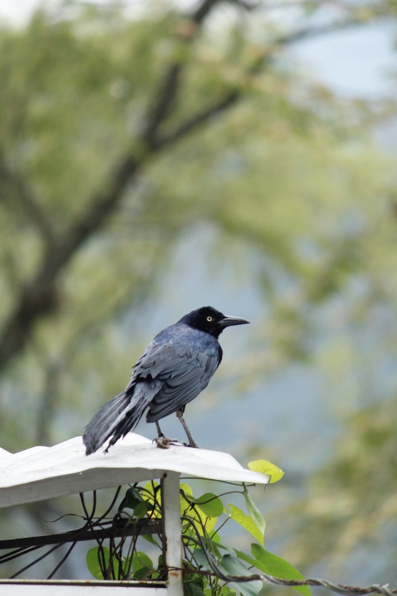 Great-tailed Grackle - ML298924601
