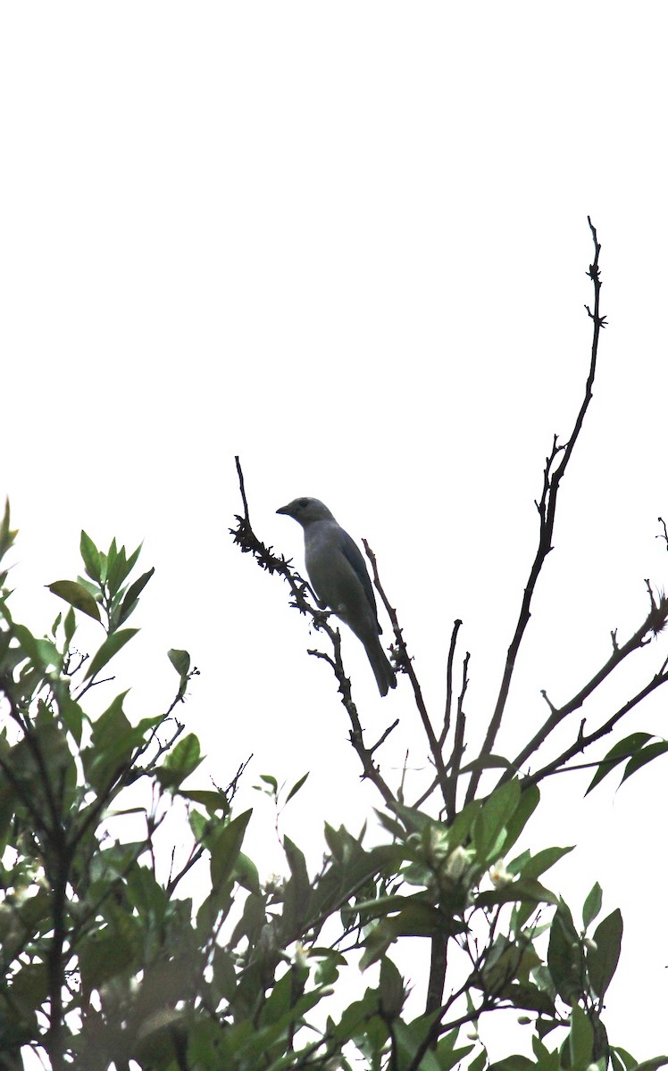 Blue-gray Tanager - ML298924651