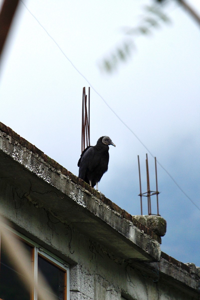Black Vulture - ML298924771