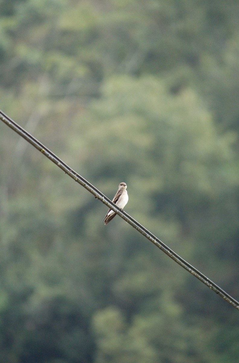Northern Rough-winged Swallow - ML298926511