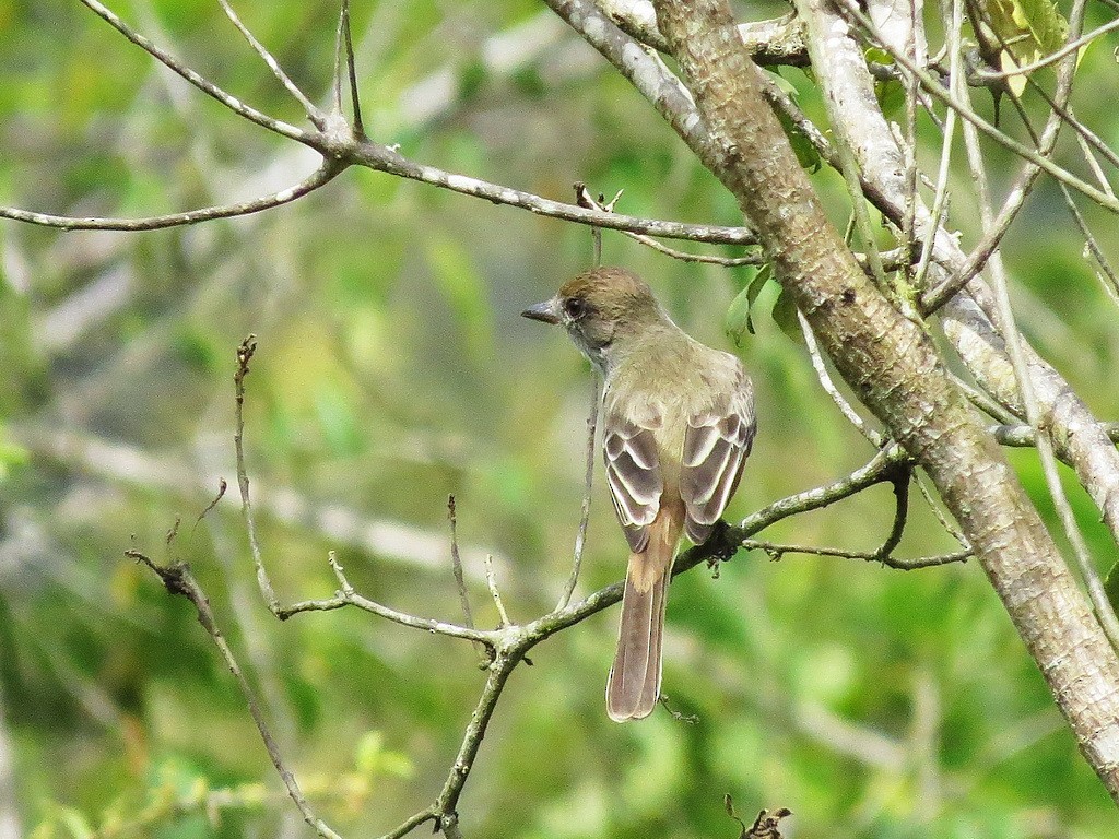 Brown-crested Flycatcher - Liao Tzu-Chiang