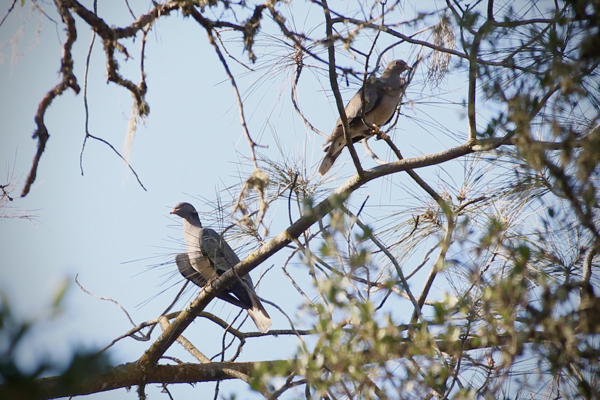 Band-tailed Pigeon - ML298927941