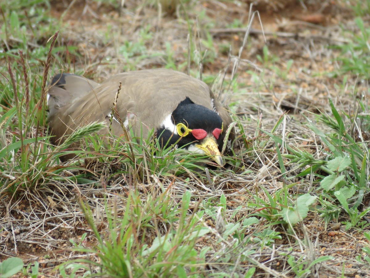 Banded Lapwing - ML29894511