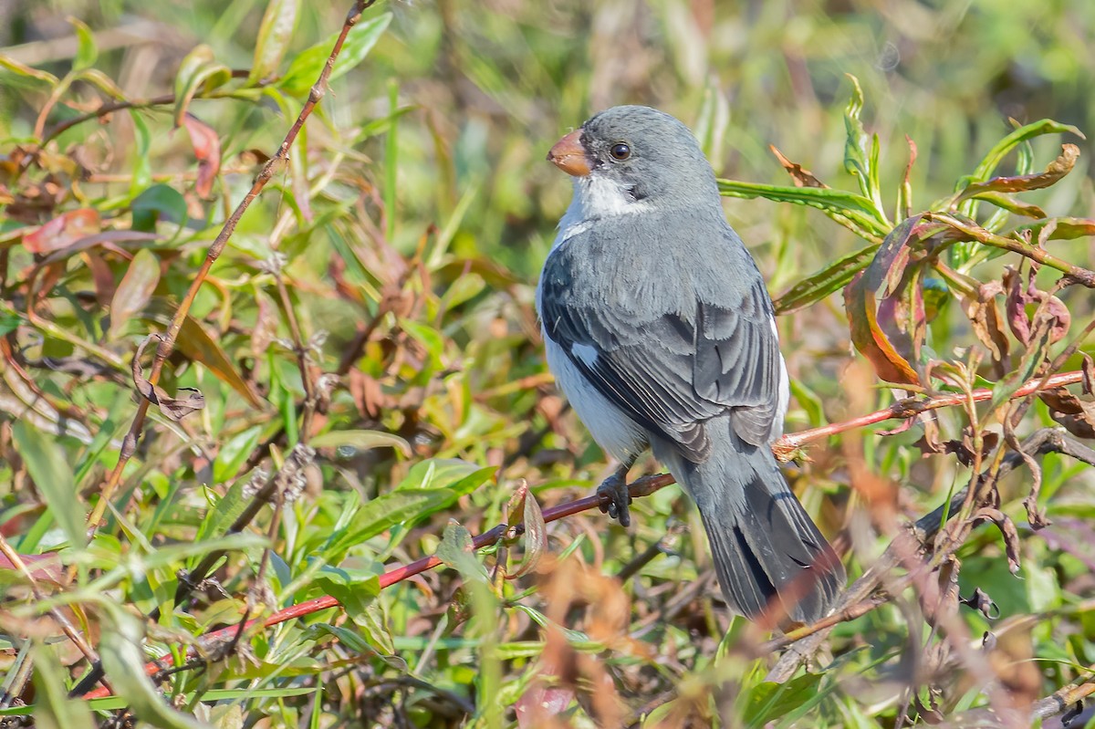 White-bellied Seedeater - ML298948401